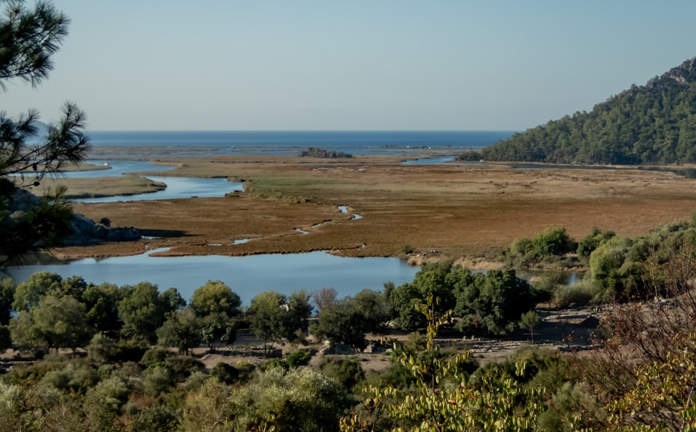 a beach with trees and water