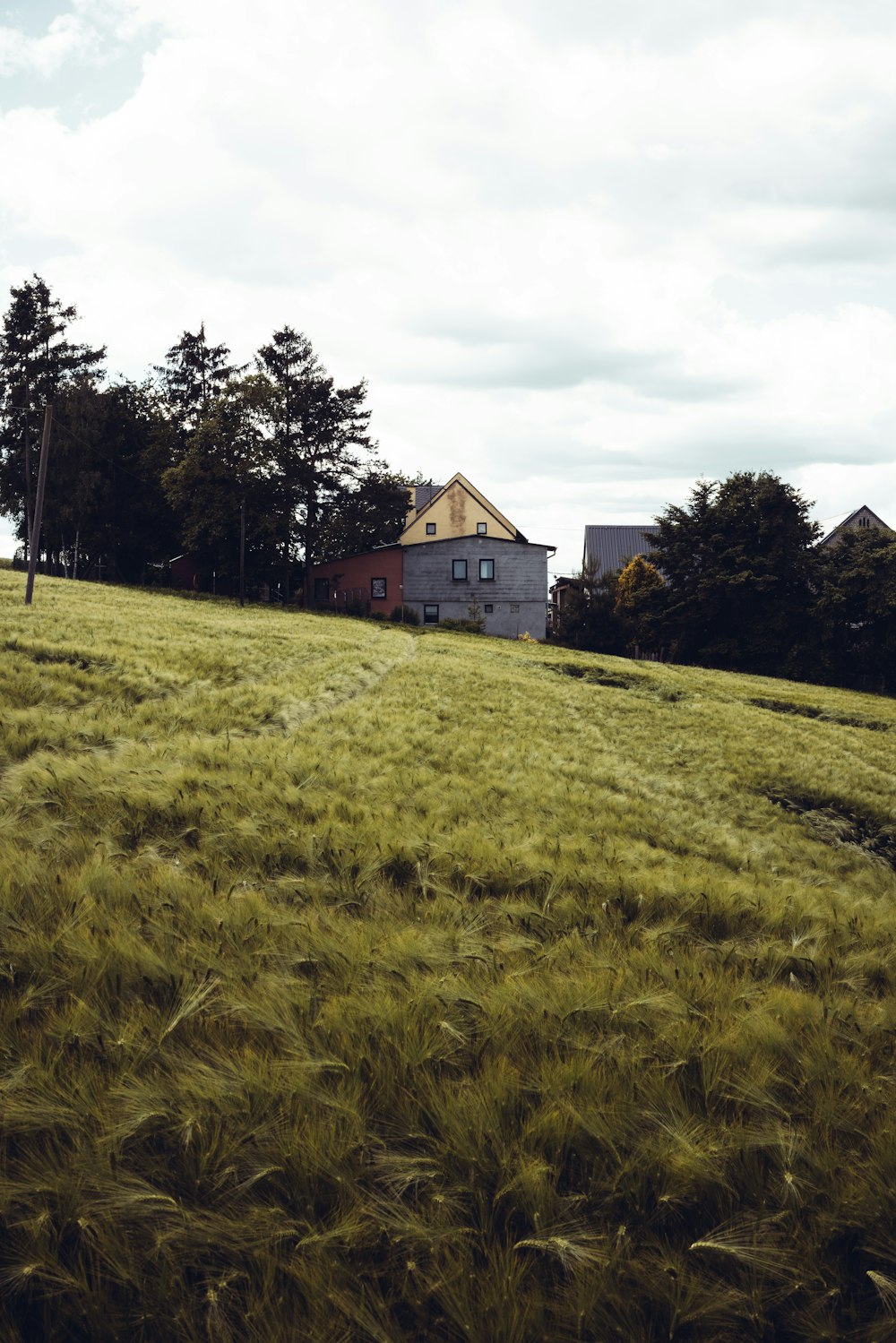 Une maison dans un champ herbeux