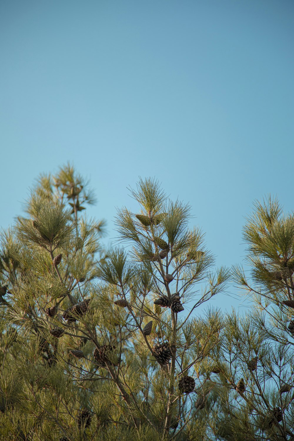 a group of birds in a tree