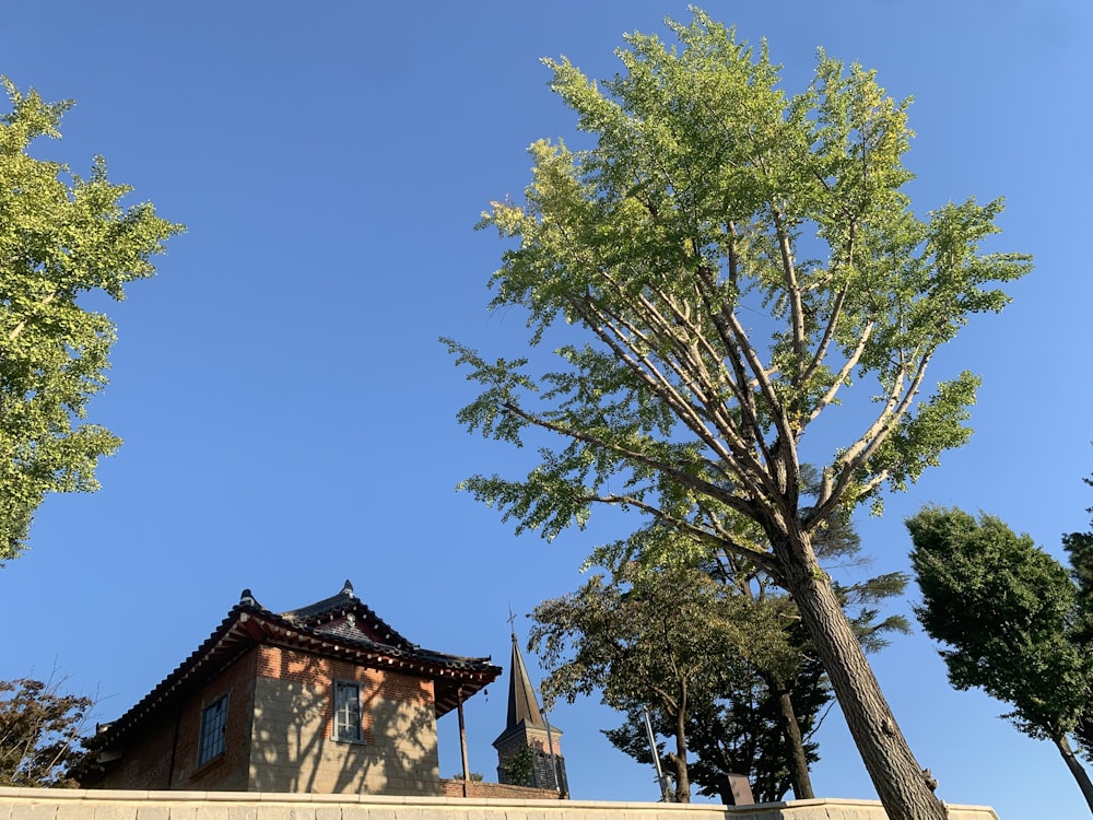 a tree in front of a house