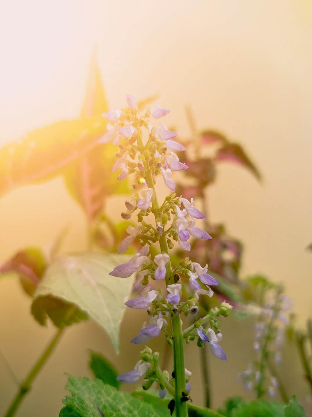 a close up of a flower