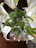 A sleek corporate floral arrangement featuring white lilies and eucalyptus on a modern conference table.