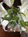 A sleek corporate floral arrangement featuring white lilies and eucalyptus on a modern conference table.