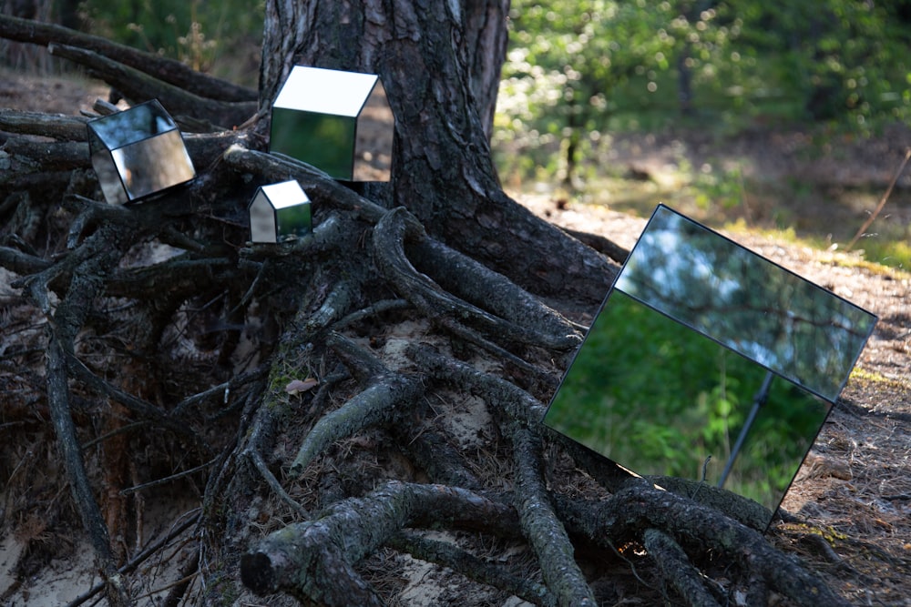 a tree with a broken glass