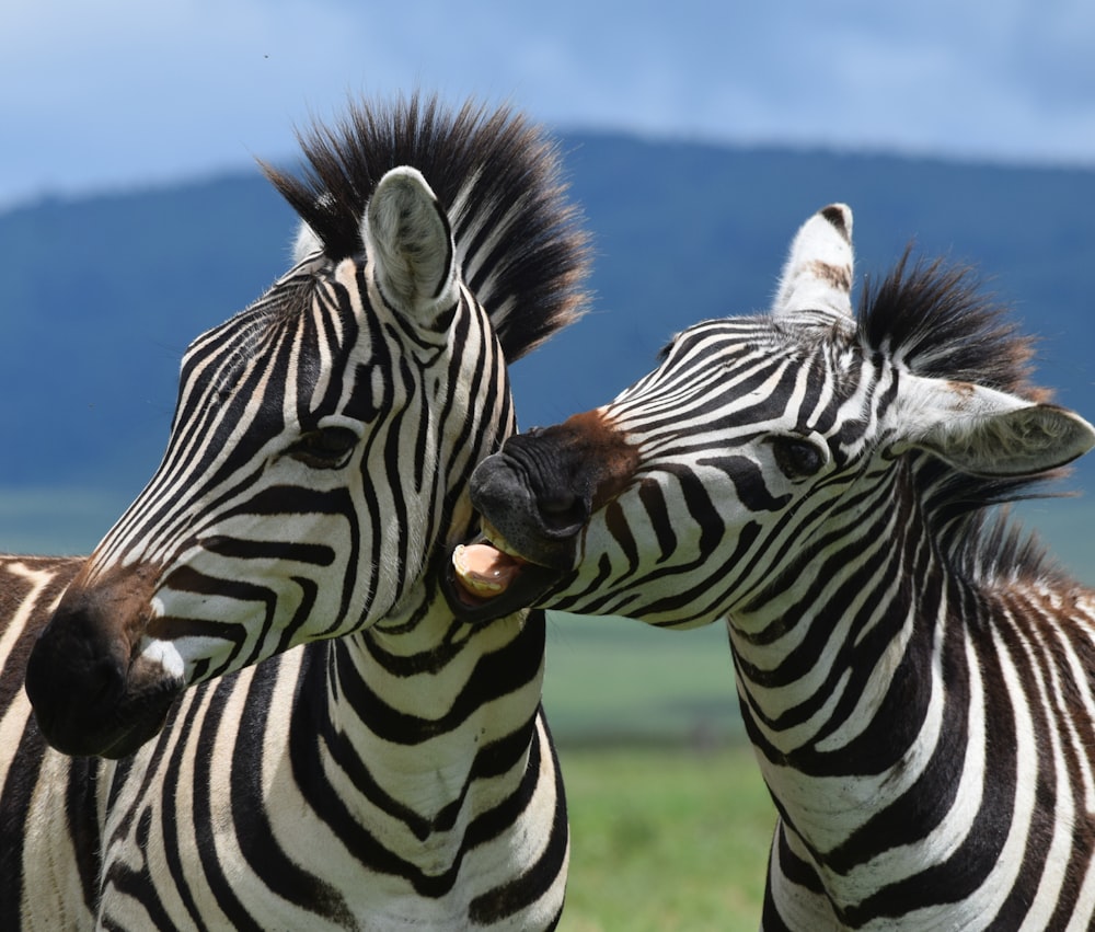 a group of zebras stand in a field
