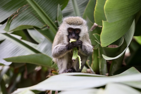 a monkey eating leaves