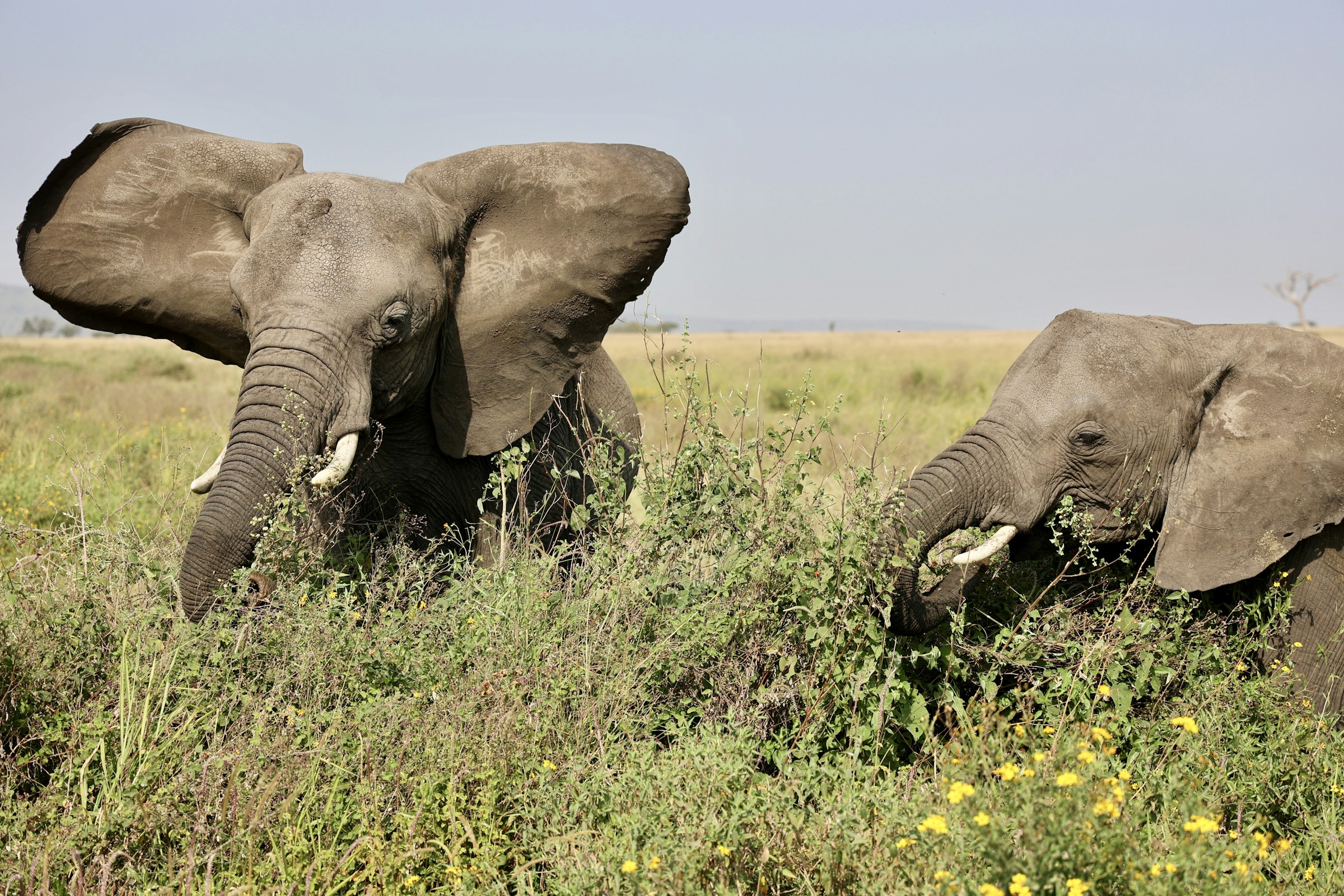 Elephants among tall green grass and yellow wildflowers in Tarangire National Park.