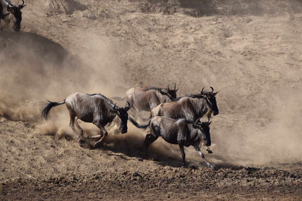 a group of animals running in a field