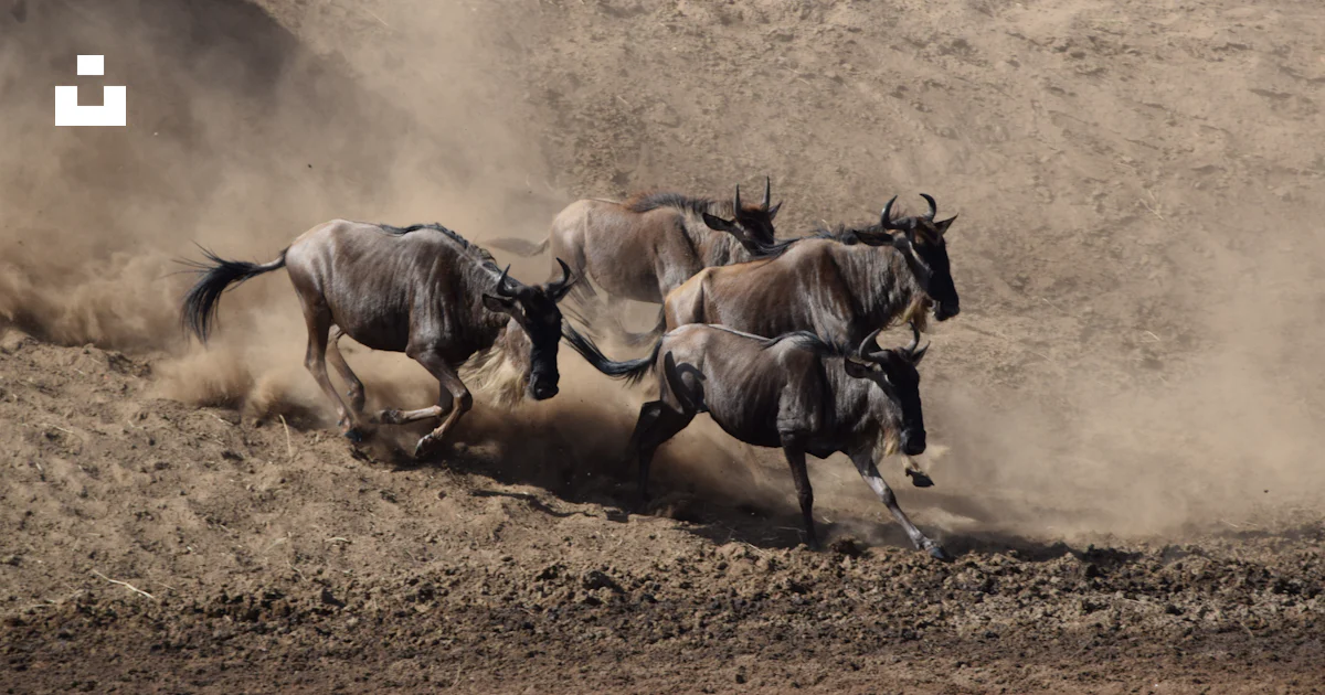 A group of animals running in a field photo – Free Serengeti Image on ...