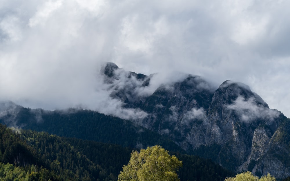 a forest of trees and clouds