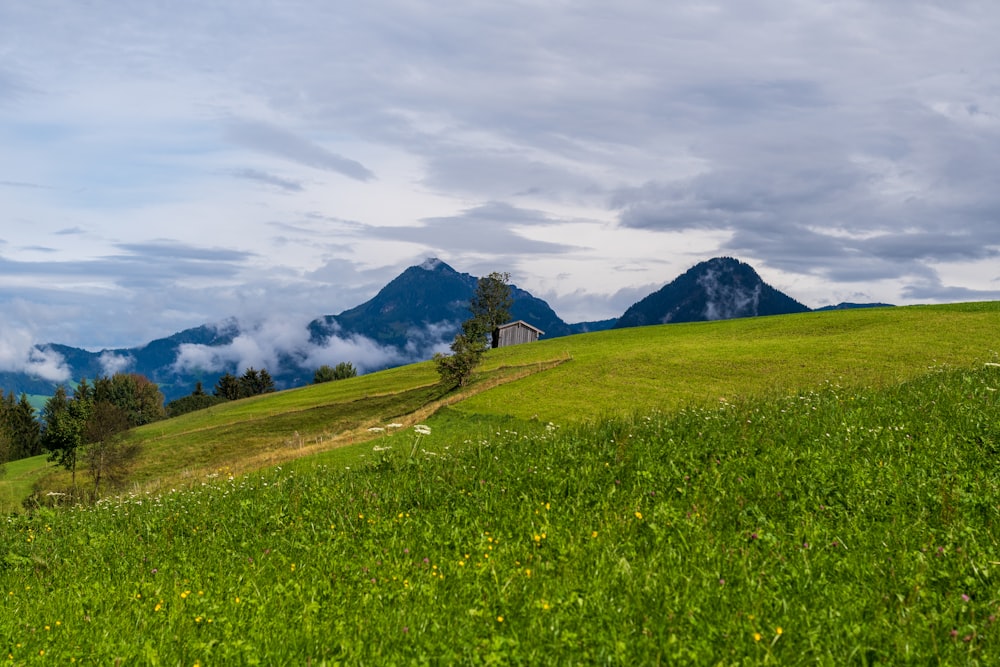 a grassy field with trees and mountains in the background