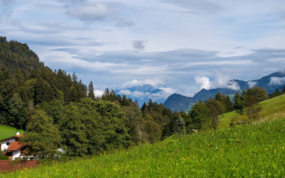 a grassy hill with trees and a house on it