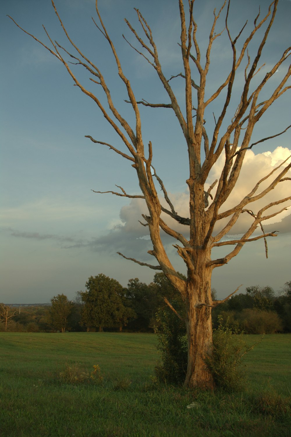 a tree in a field