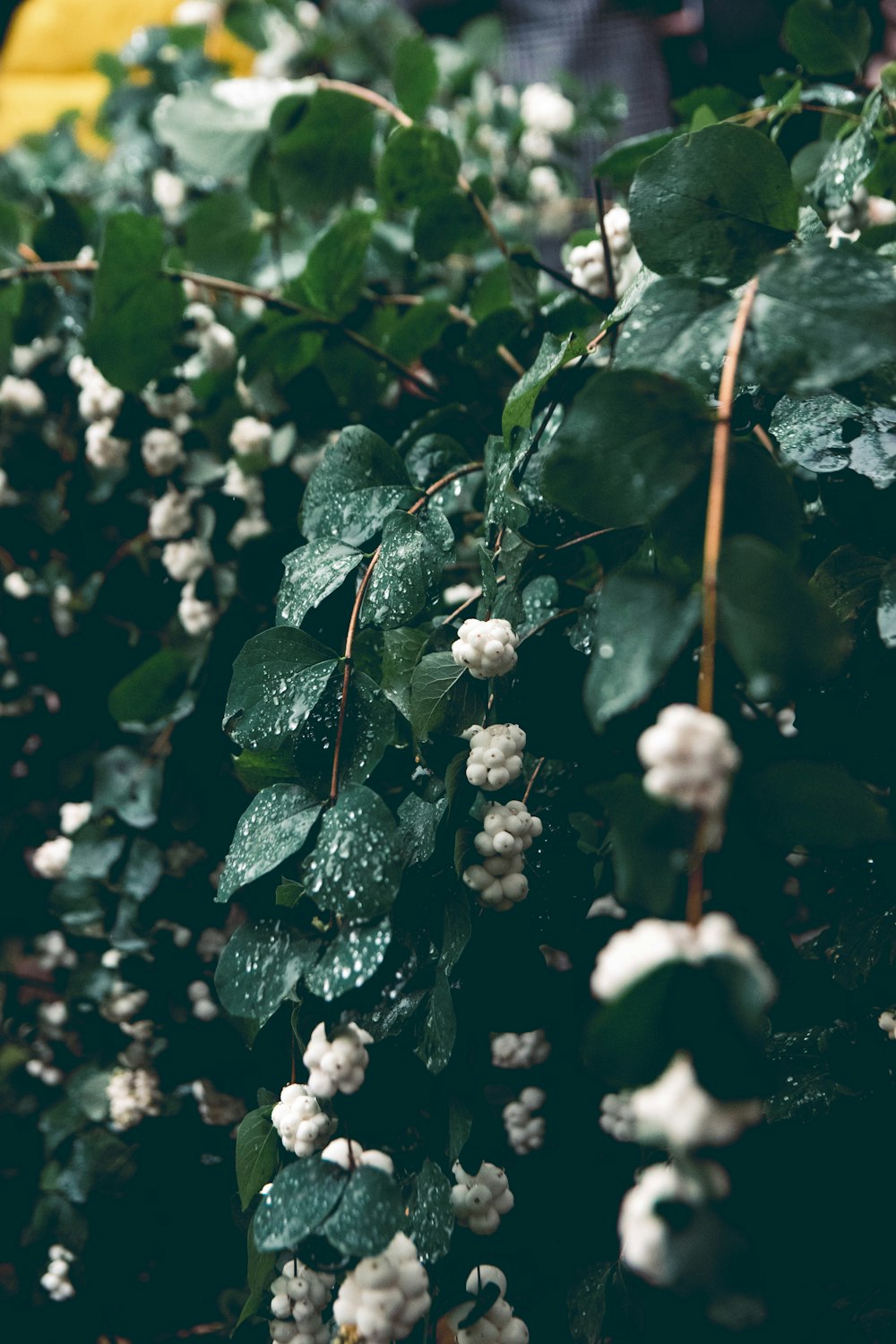 a close up of a plant