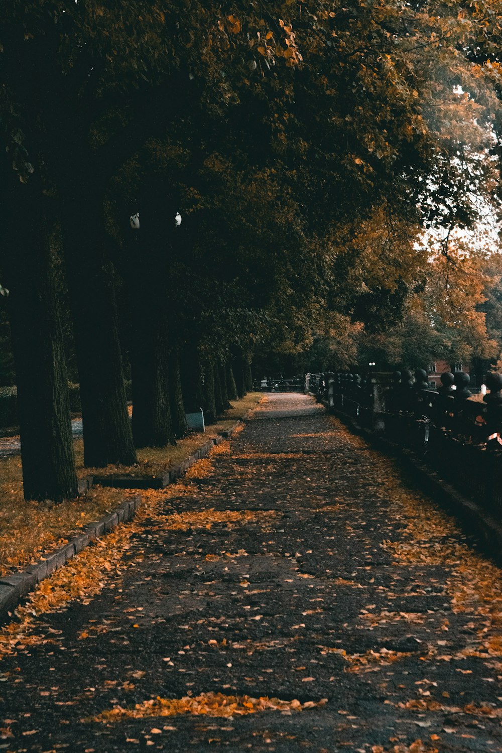 a road with trees on either side