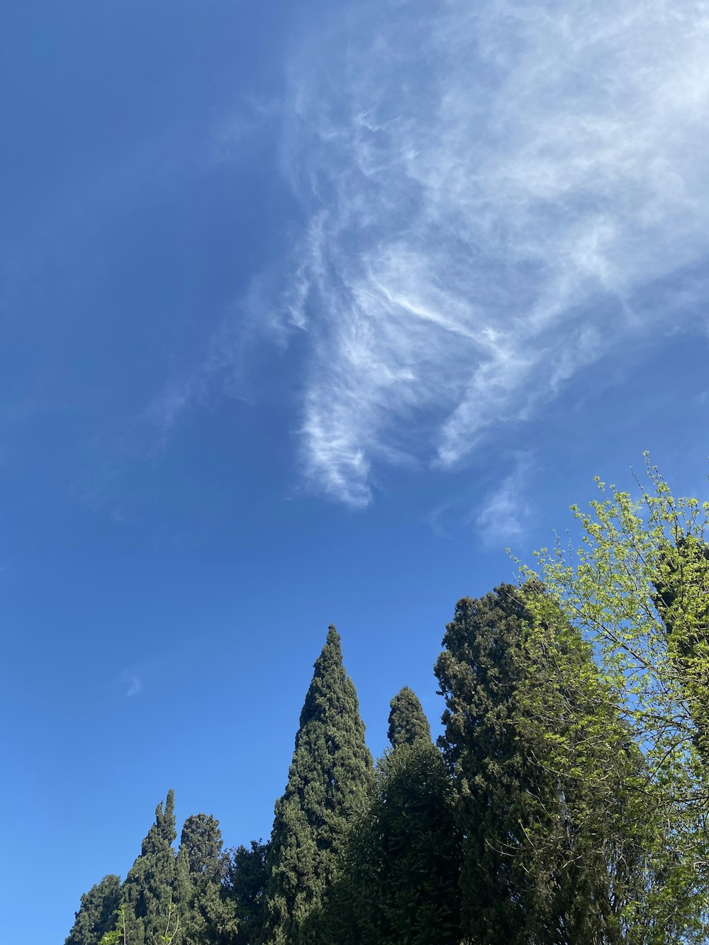 a group of trees with a blue sky above