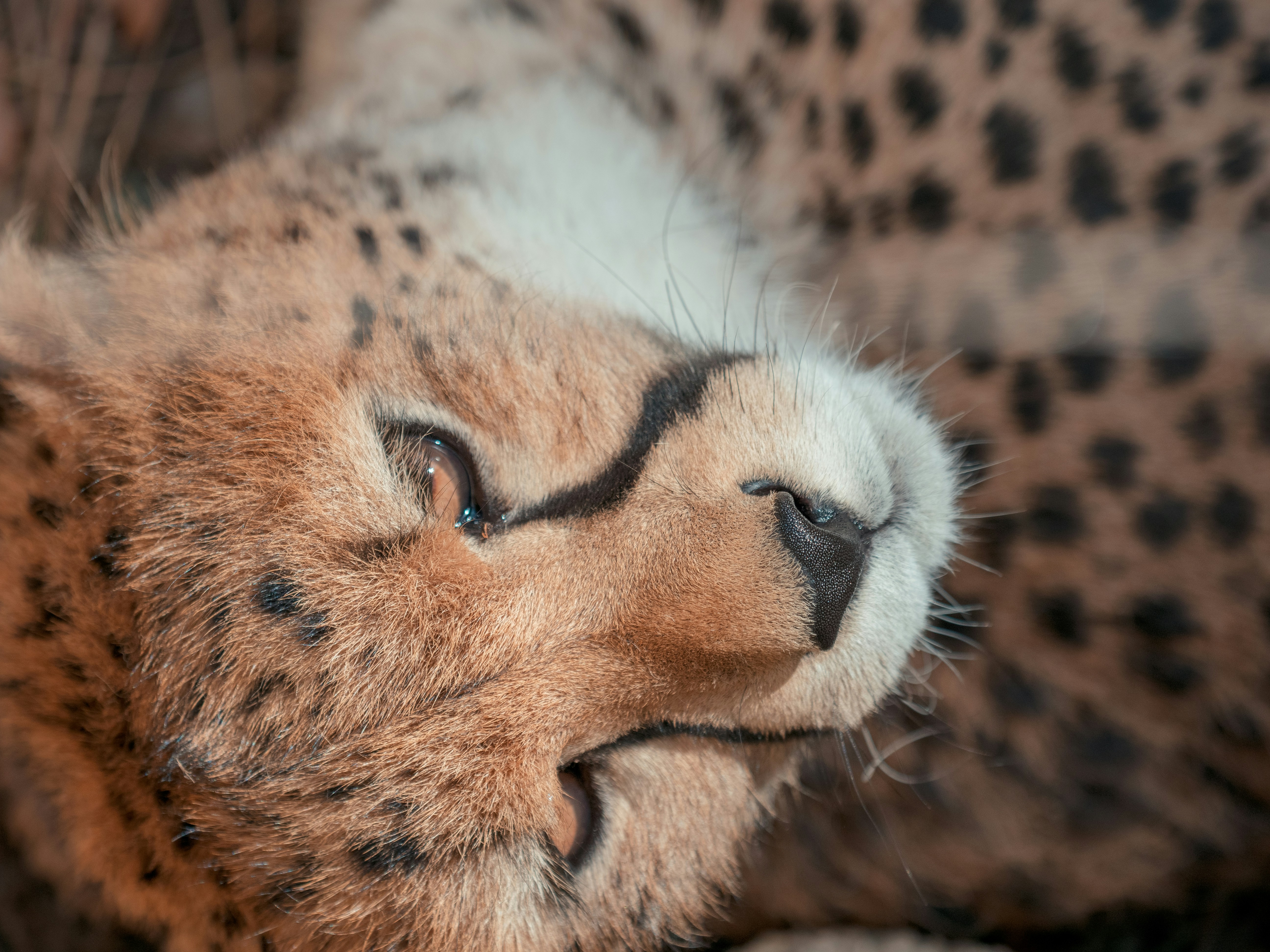 Eyes That Speak: The Gaze of a Hunter (image credits: unsplash)