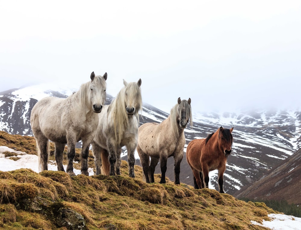 a group of horses standing on a hill