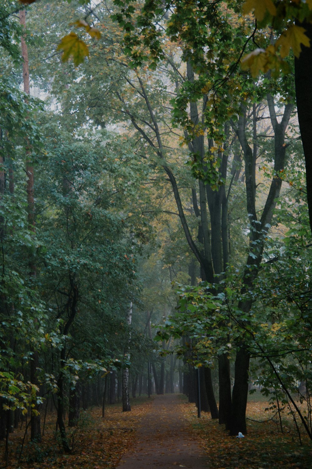 a tree in a forest