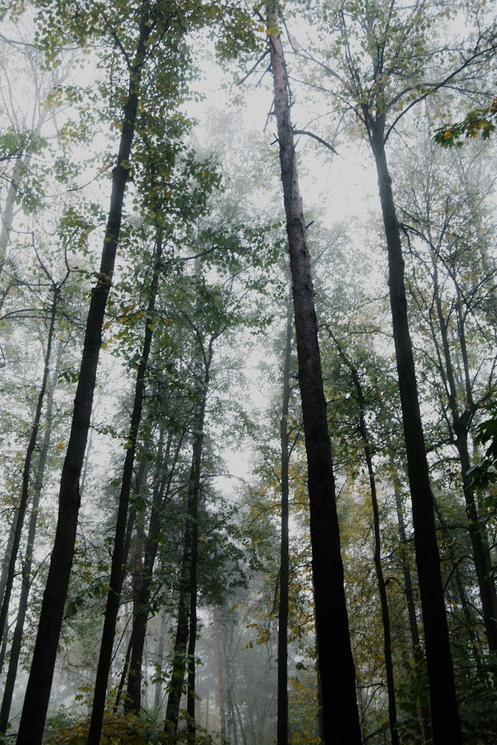 a group of trees