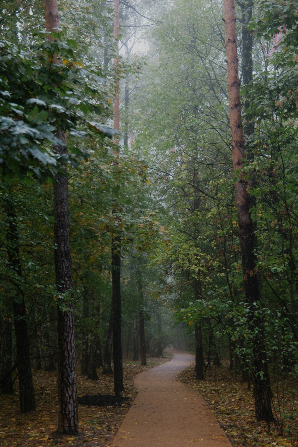 a path through a forest