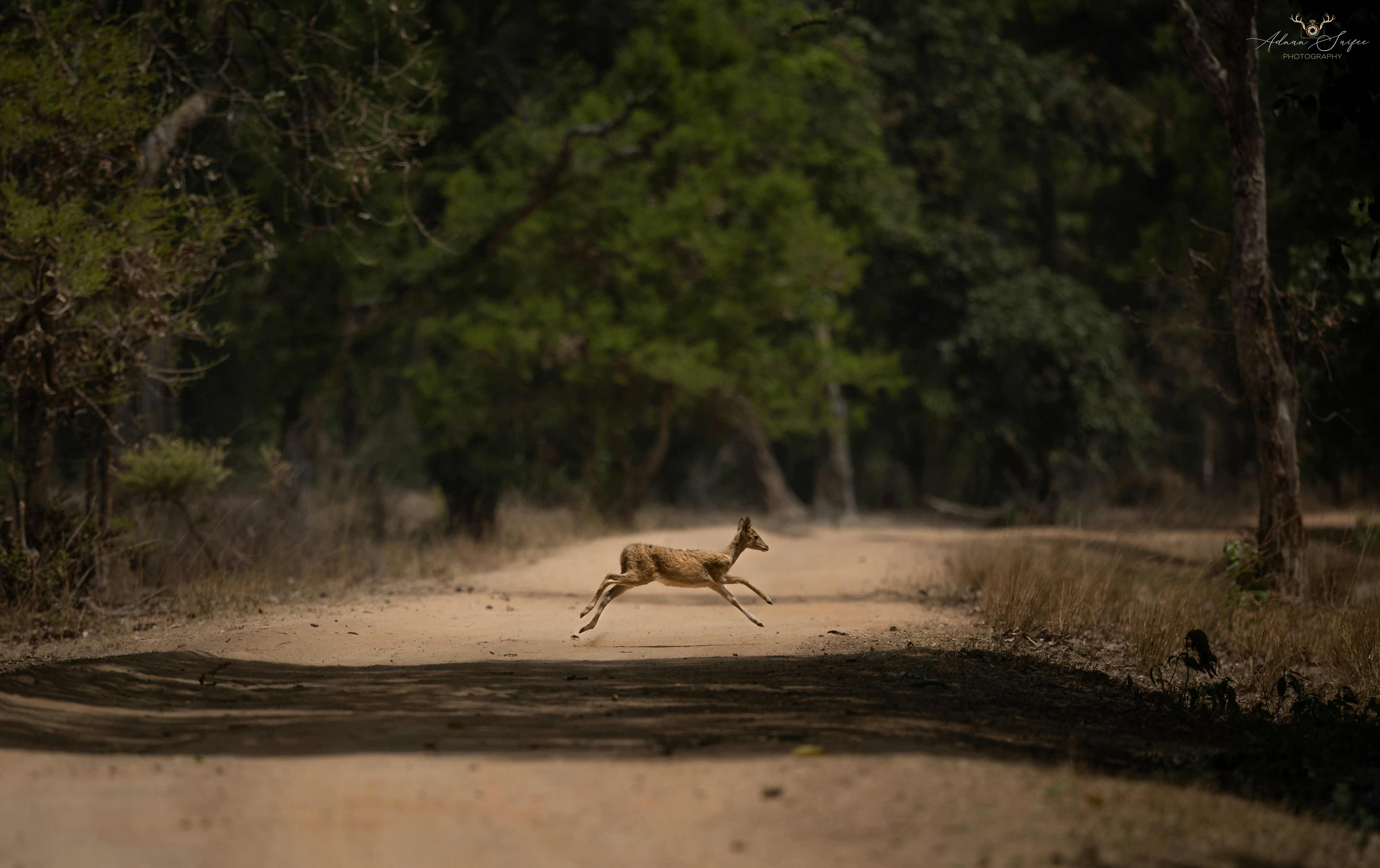 a frog running on a dirt road, 