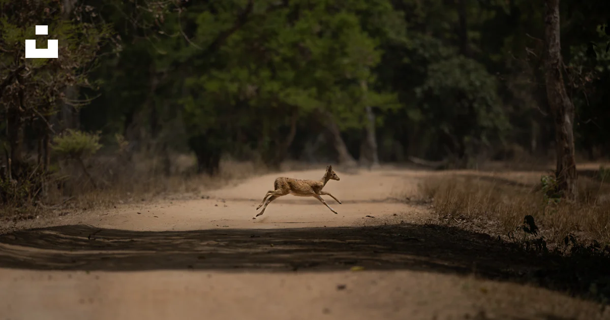 Frog Running Real A frog running on a dirt road photo – Free Wallpaper 4k Image on Unsplash