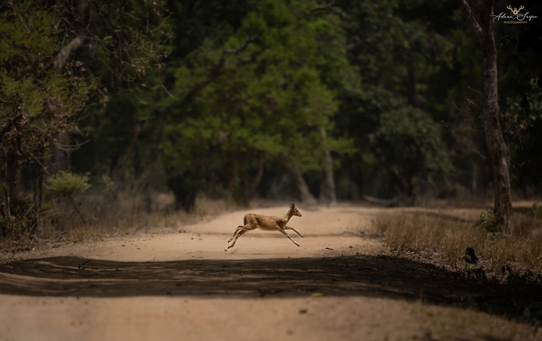a frog running on a dirt road,
