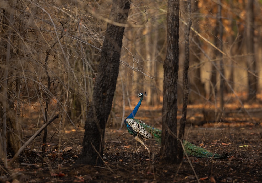 a peacock walking in the woods