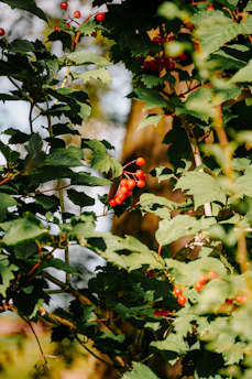 A close-up of ripe crimson berries nestled among matte forest green leaves, bathed in soft natural light.