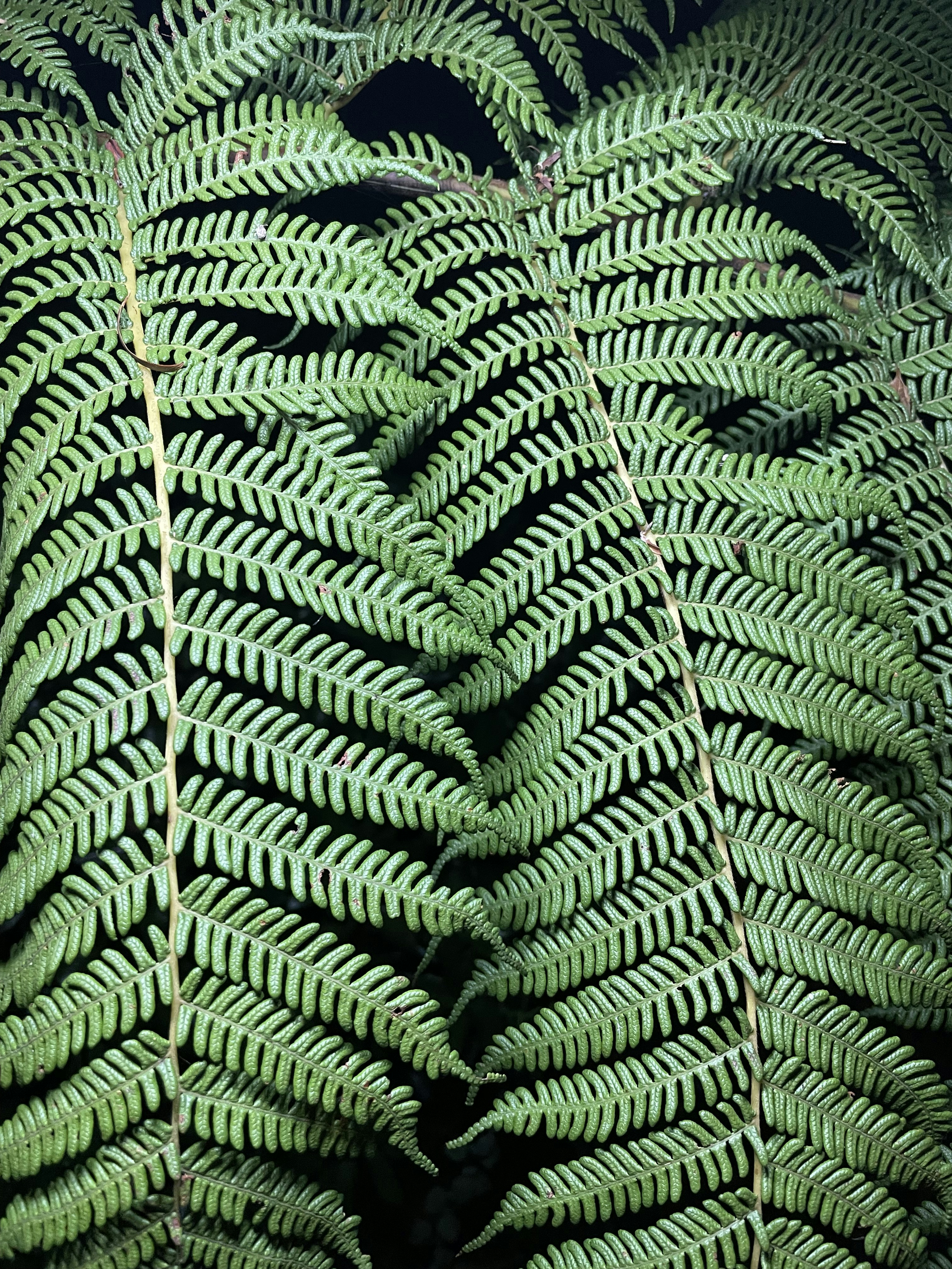 a close up of a leaf