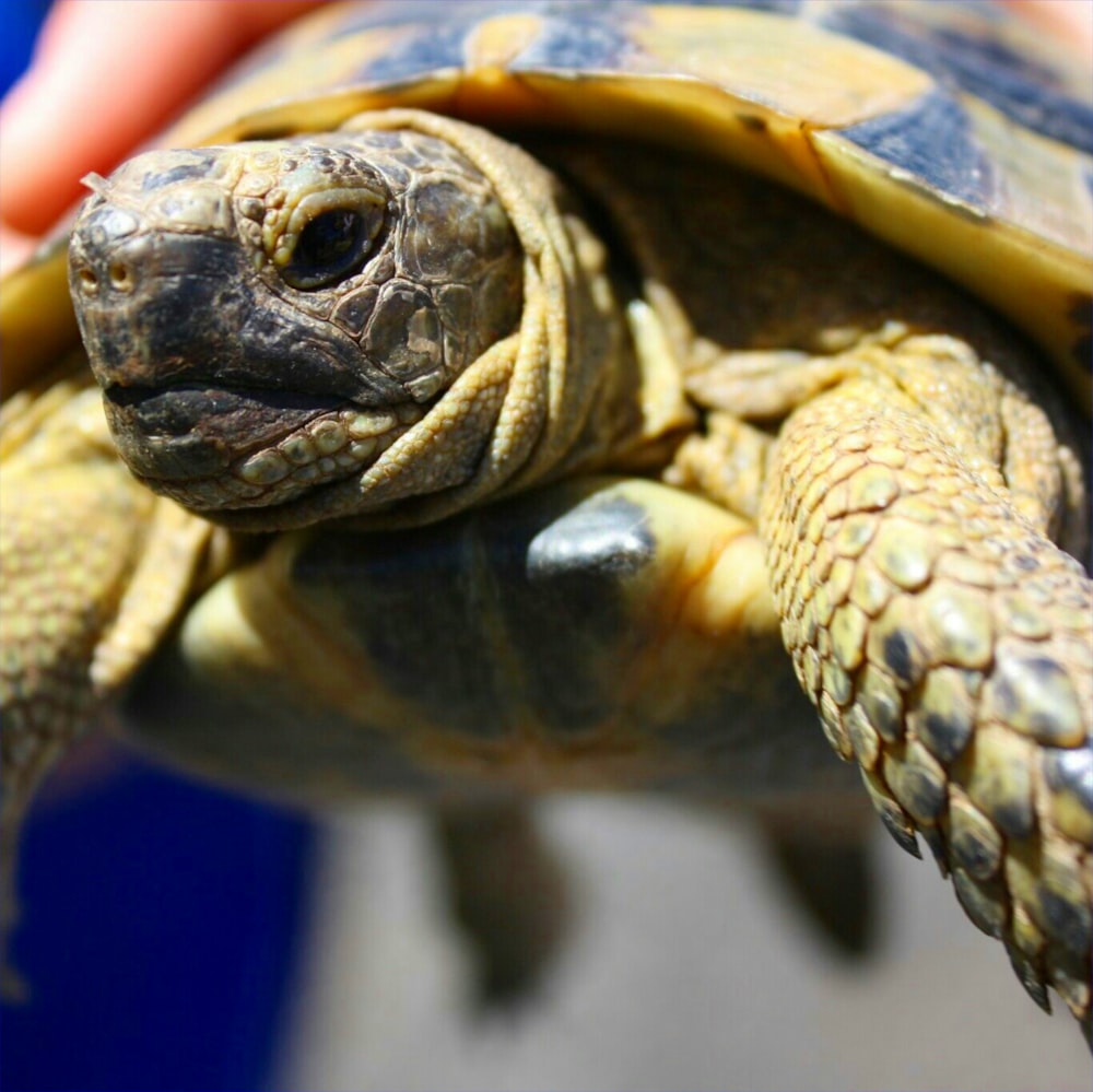 a close up of a turtle