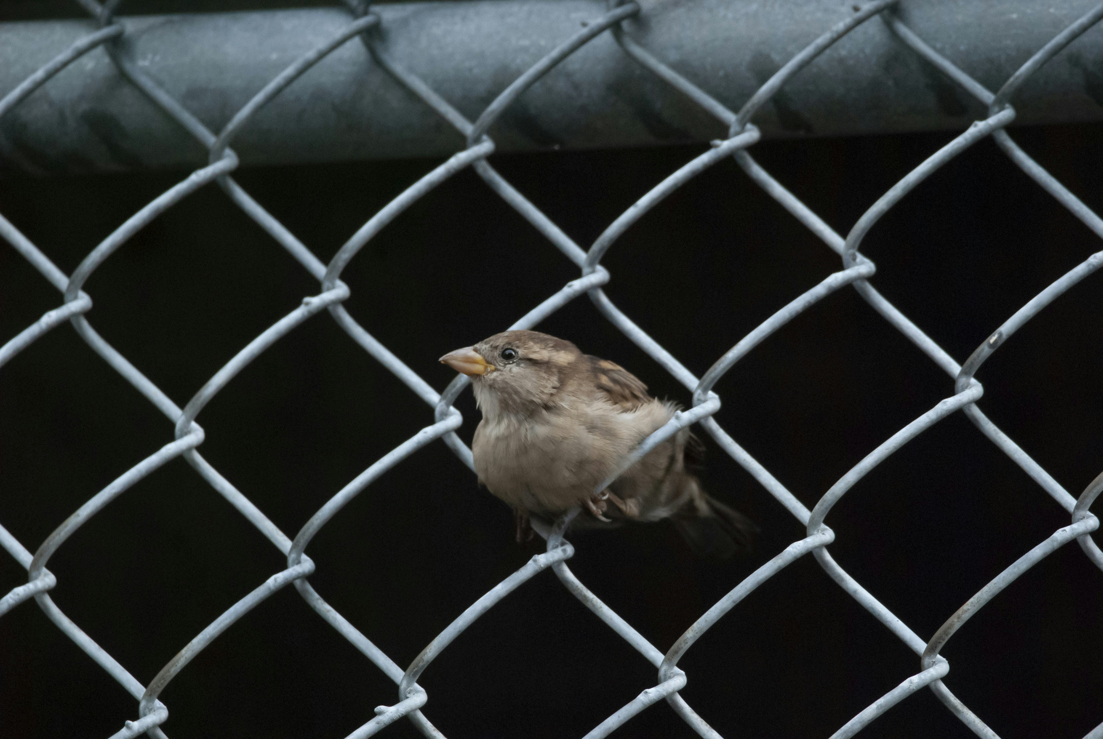 House Sparrow in an urban perch