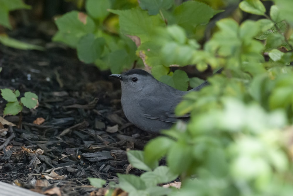 a small bird sits on the ground