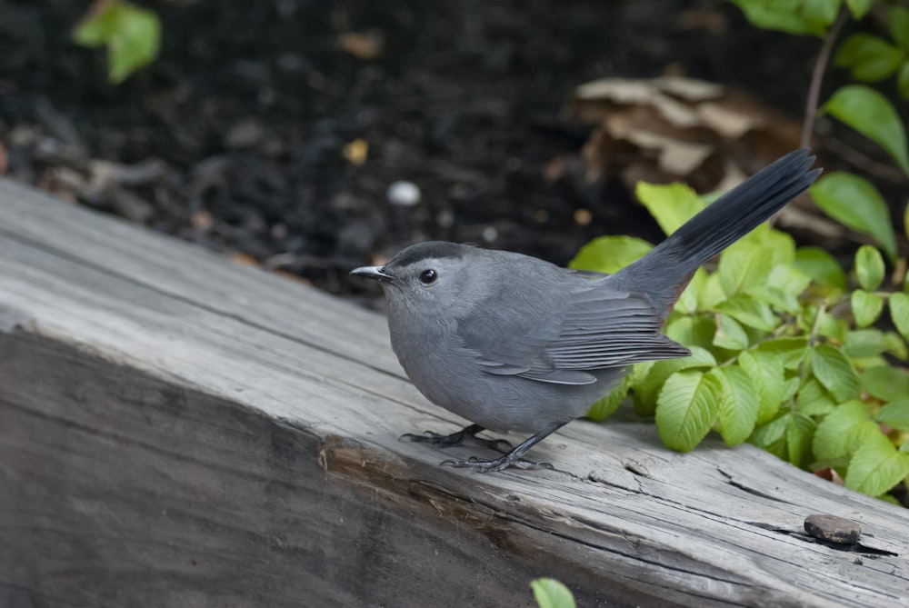 a bird on a wood bench