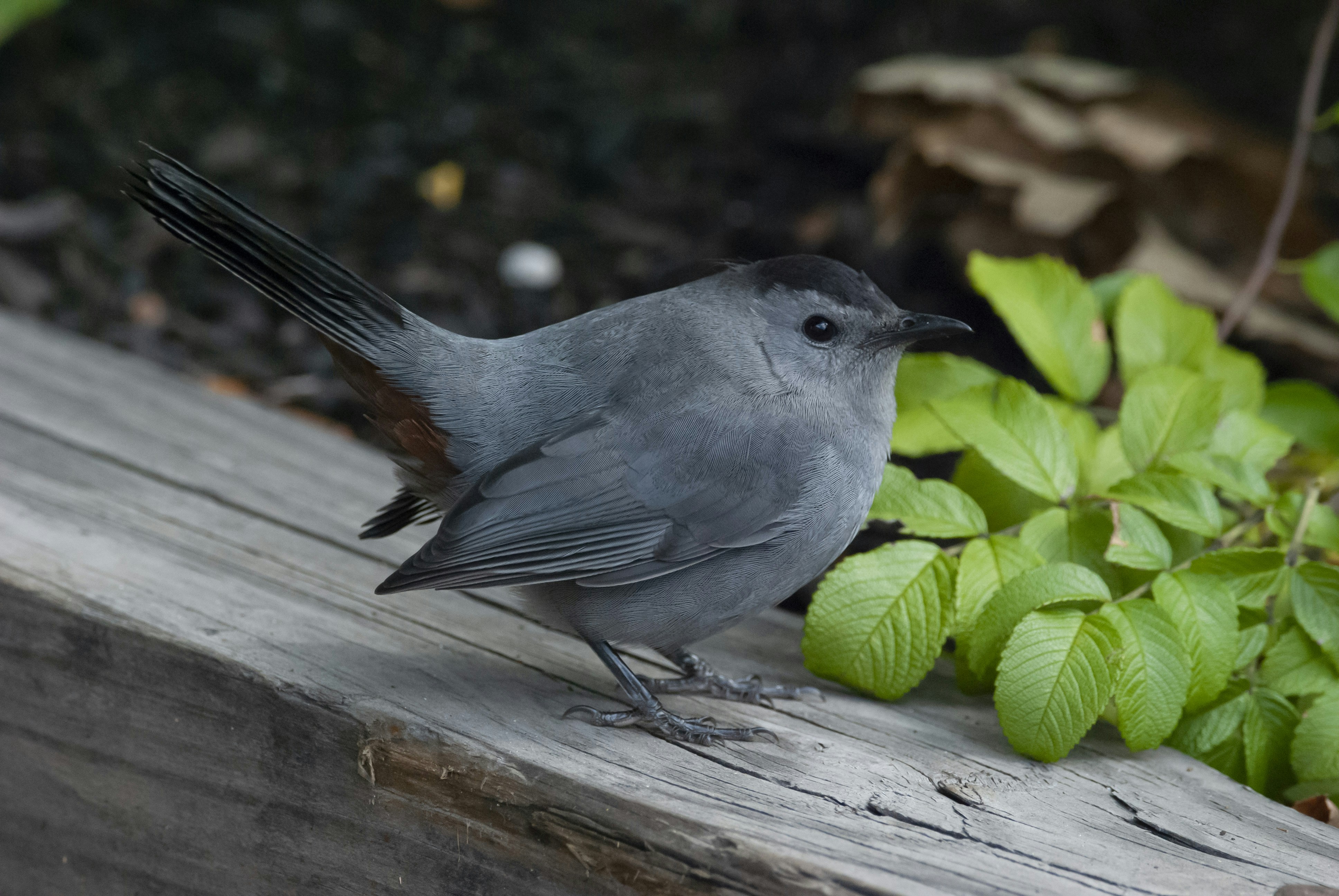 Gray Catbird