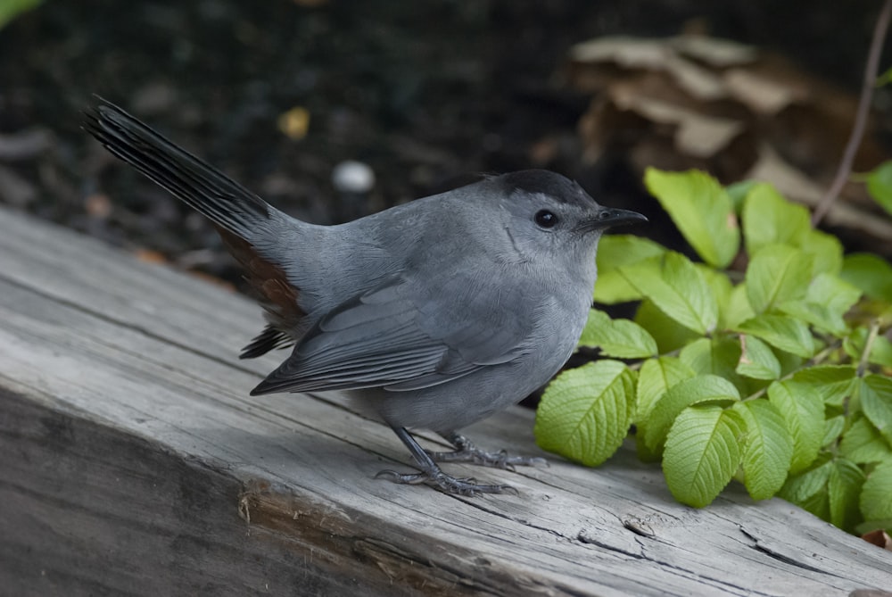 a bird sitting on a wood surface