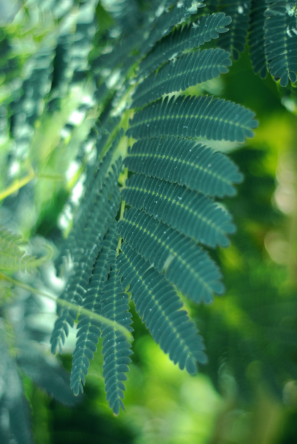 a close up of a plant