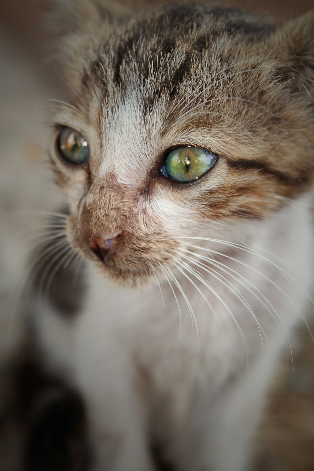 a cat with green eyes