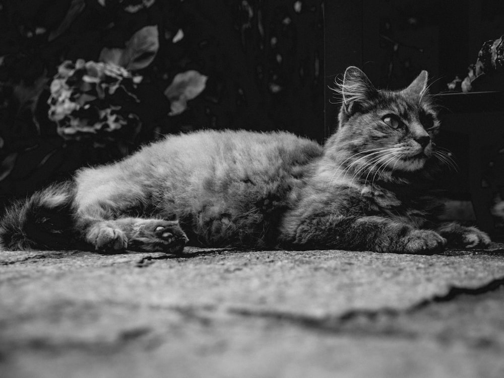 Un gato acostado en una cama