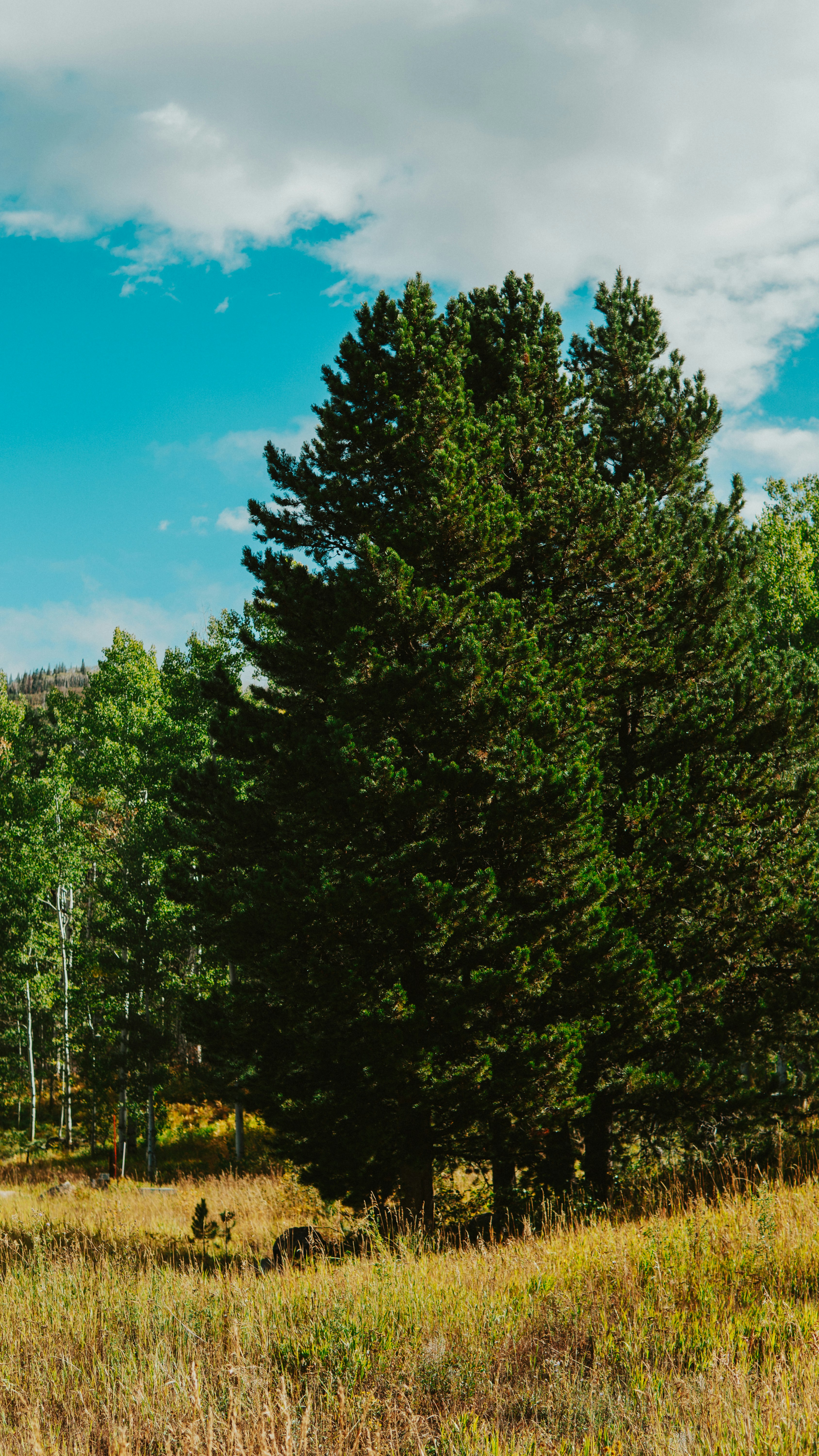 Photo by nickfuentes_