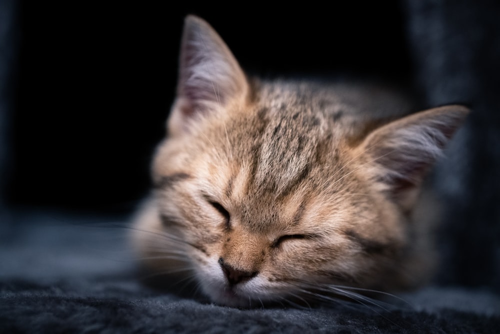 a cat sleeping on a blanket