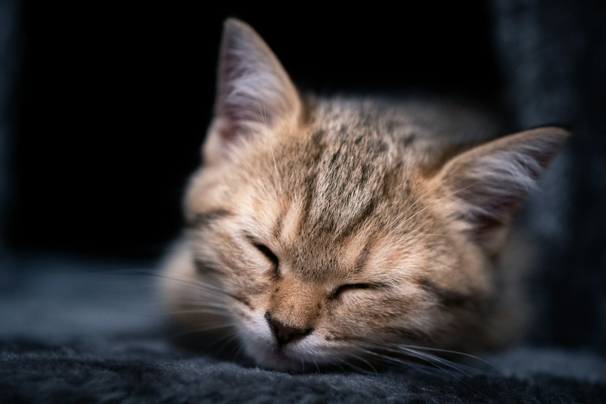 Senior cat sleeping on a soft warm blanket