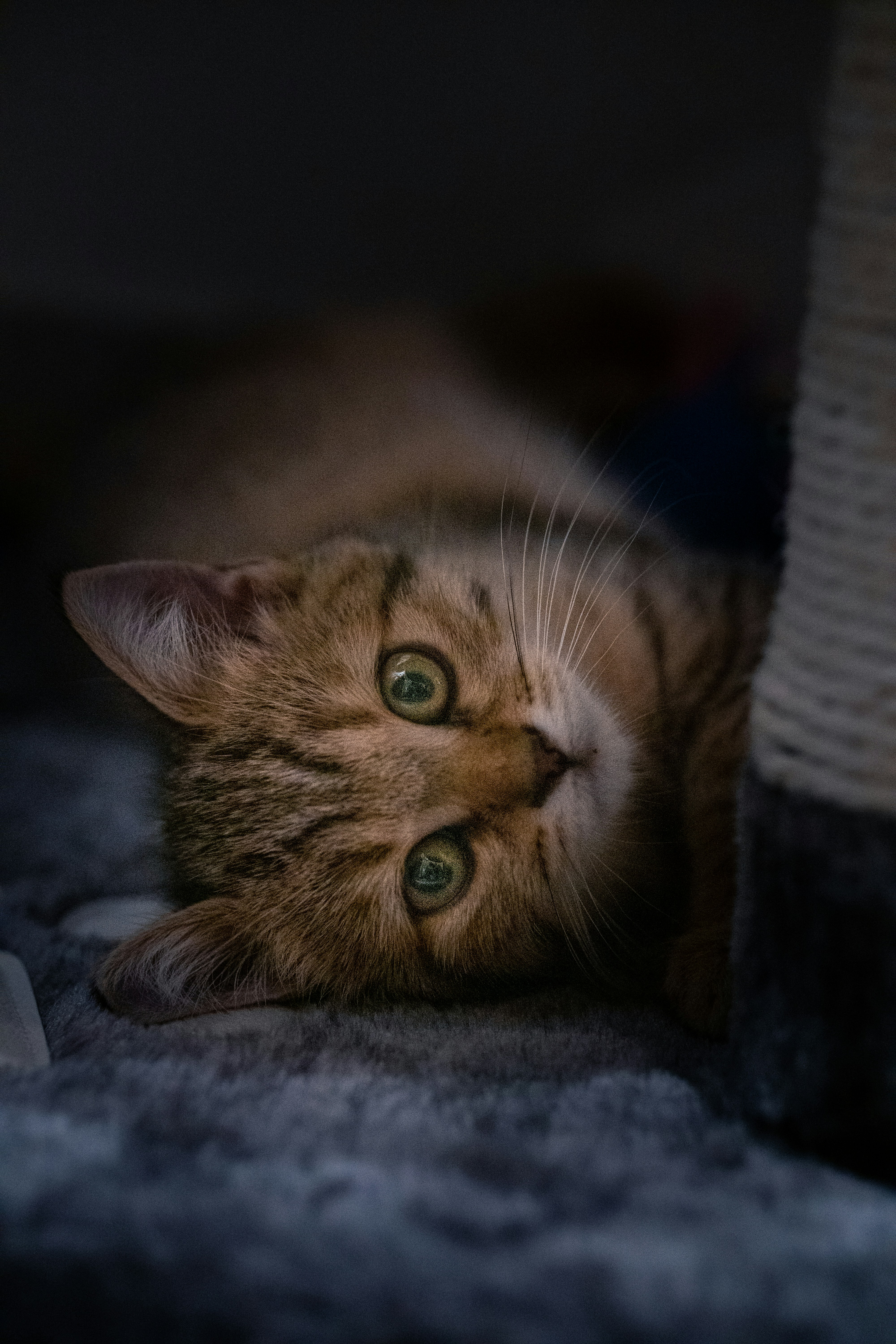 a cat lying on a blanket
