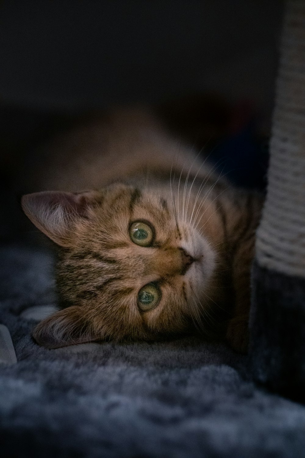 Foto Un gato acostado sobre una manta – Imagen Gato gratis en Unsplash