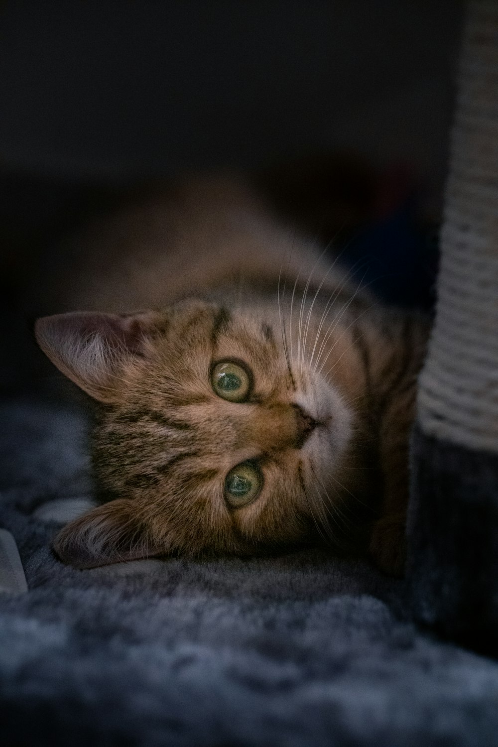 a cat lying on a blanket