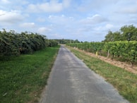A quiet path winding through rows of lush grapevines under a blue sky.
