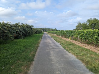 A quiet path winding through rows of lush grapevines under a blue sky.