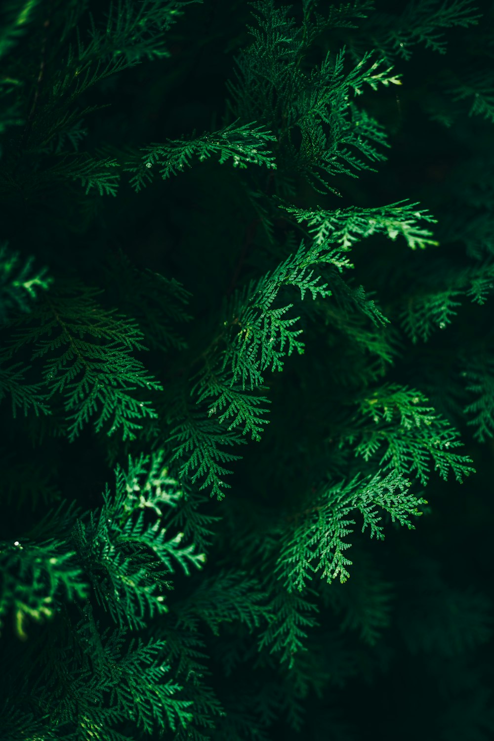 a close-up of some trees