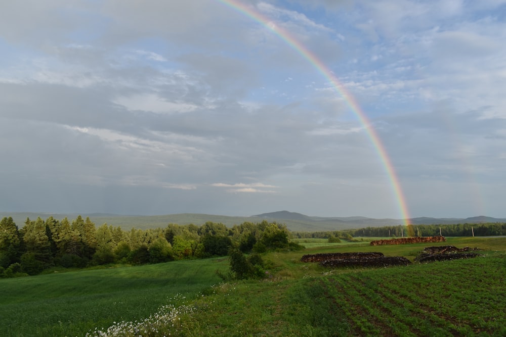 a rainbow over a field